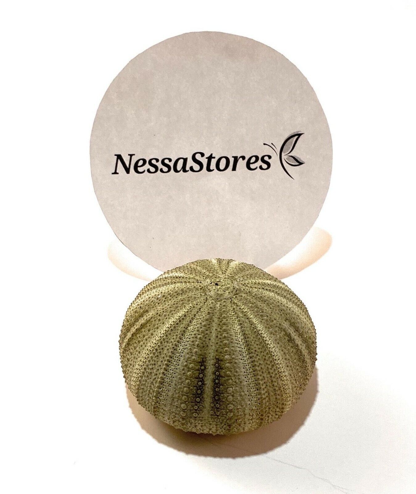 Green Sea Urchins Seashells Beach Wedding Nautical Craft 1" -2" (3 pcs)#JC-29