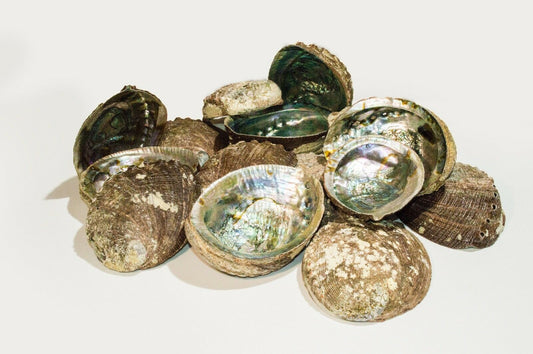 Green Abalone Sea Shell One Side Polished Beach Craft 5" - 6" (14 pcs)#JC-17