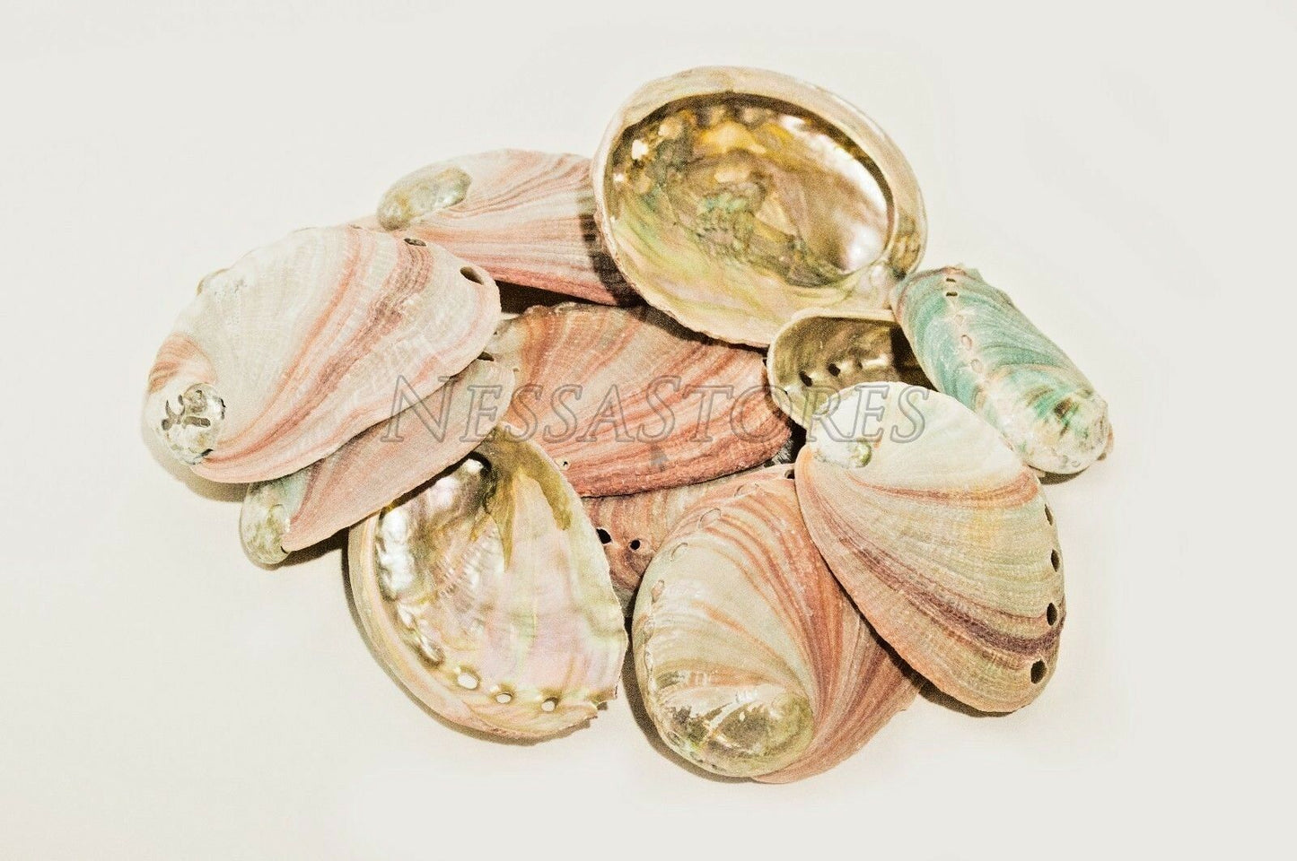 NessaStores Red Abalone Sea Shell One Side Polished Beach Craft 2-3"(12 pcs)#-20