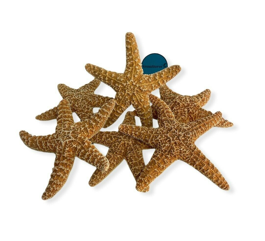 NessaStores Sugar Starfish Sea Shell Wedding Real Craft 7"-8" (10 pcs) #JC-216