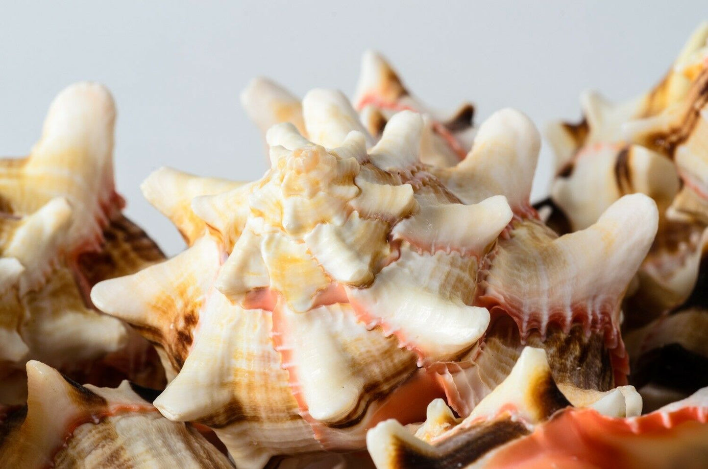 Brassica Murex Phyllonotus erythrostomu Hermit Crab Sea Shell 3"-4"(6 pcs)#JC-36