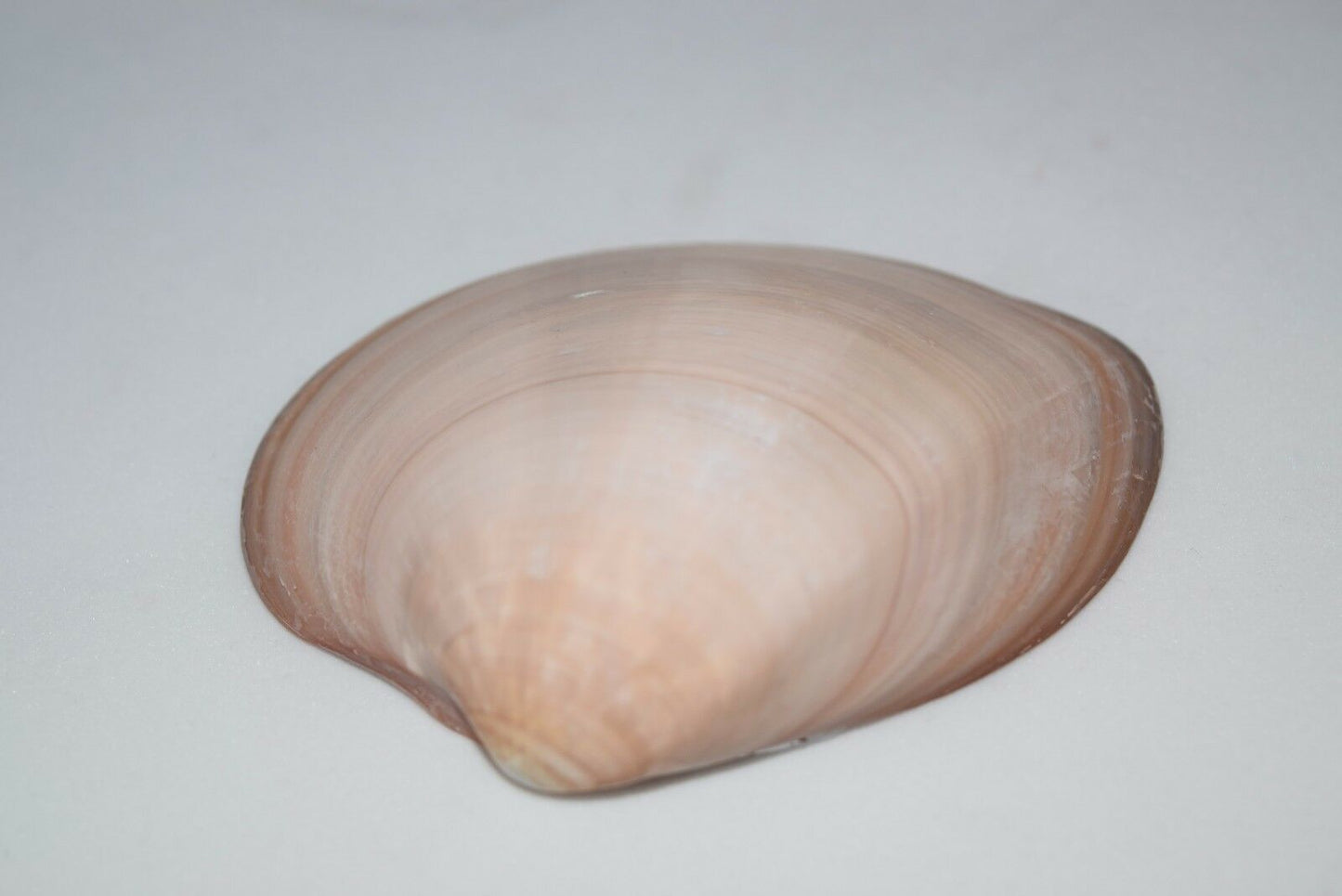 Brown Clam Sea Shell Beach Craft Scallop 3" - 4" (180 PCS )