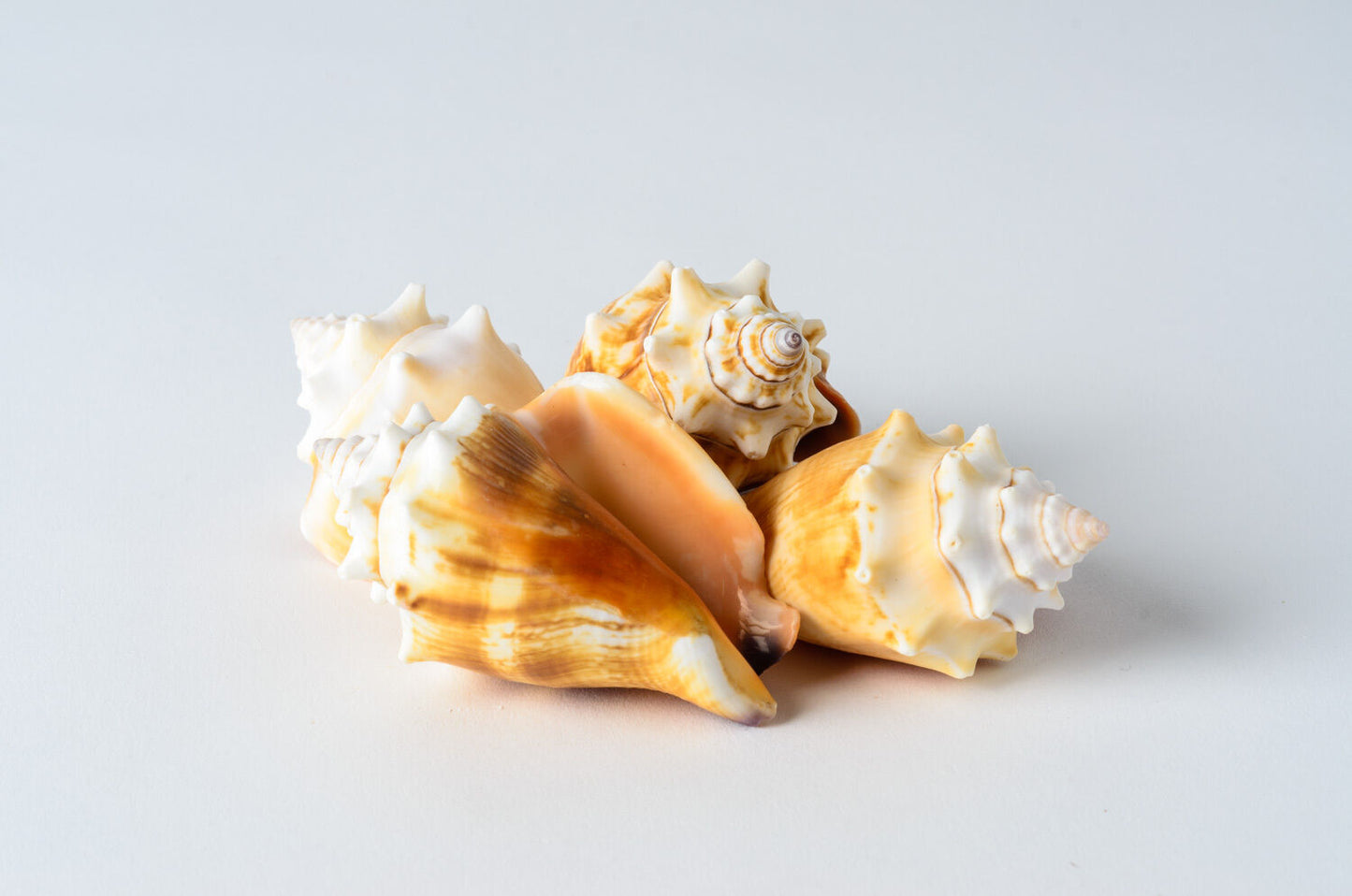 Fighting Conch Sea Shell Beach Home Decor Crafts Wedding 2 1/2" -3"(4 PCS)#JC-37