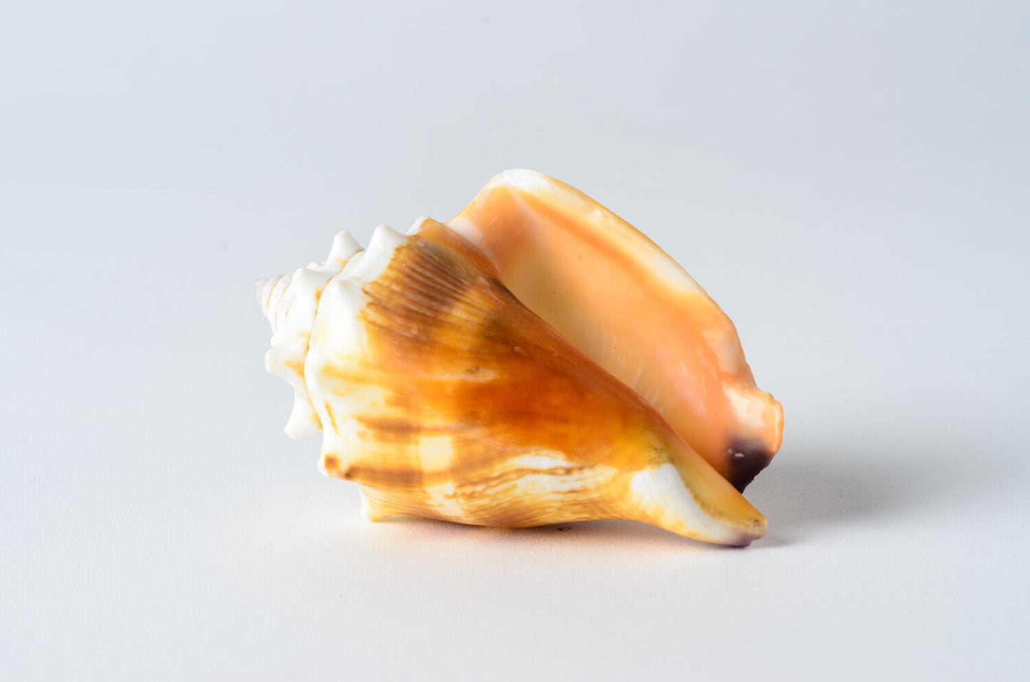 Fighting Conch Sea Shell Beach Home Decor Crafts Wedding 3" (1 PC)#JC-37