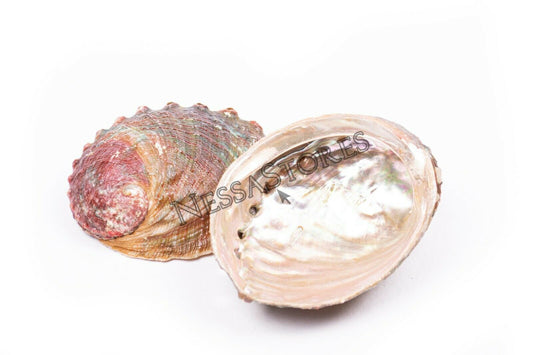 Threaded Abalone Sea Shell One Side Polished Beach Craft 4" - 5" (2 pcs) #JC-155