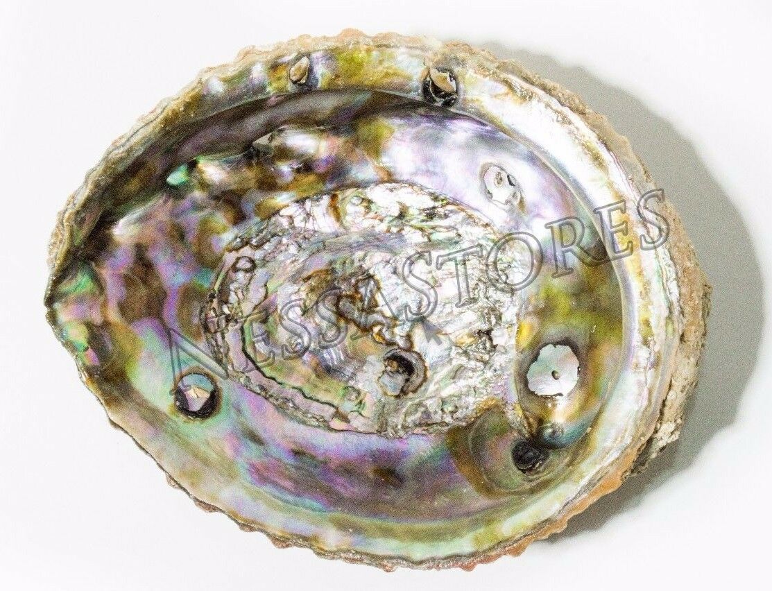 Pink Abalone Sea Shell One Side Polished Beach Craft 5" - 6" (1 pc)#JC-12