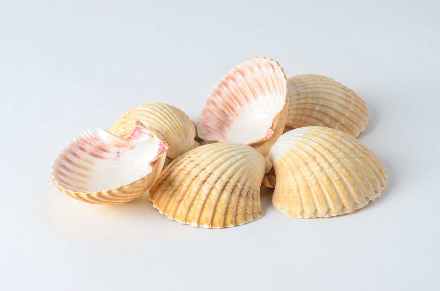 Mexican Deep Sea Shell Beach Craft Scallop 3" - 3.5" (6 pcs ) #JC-032