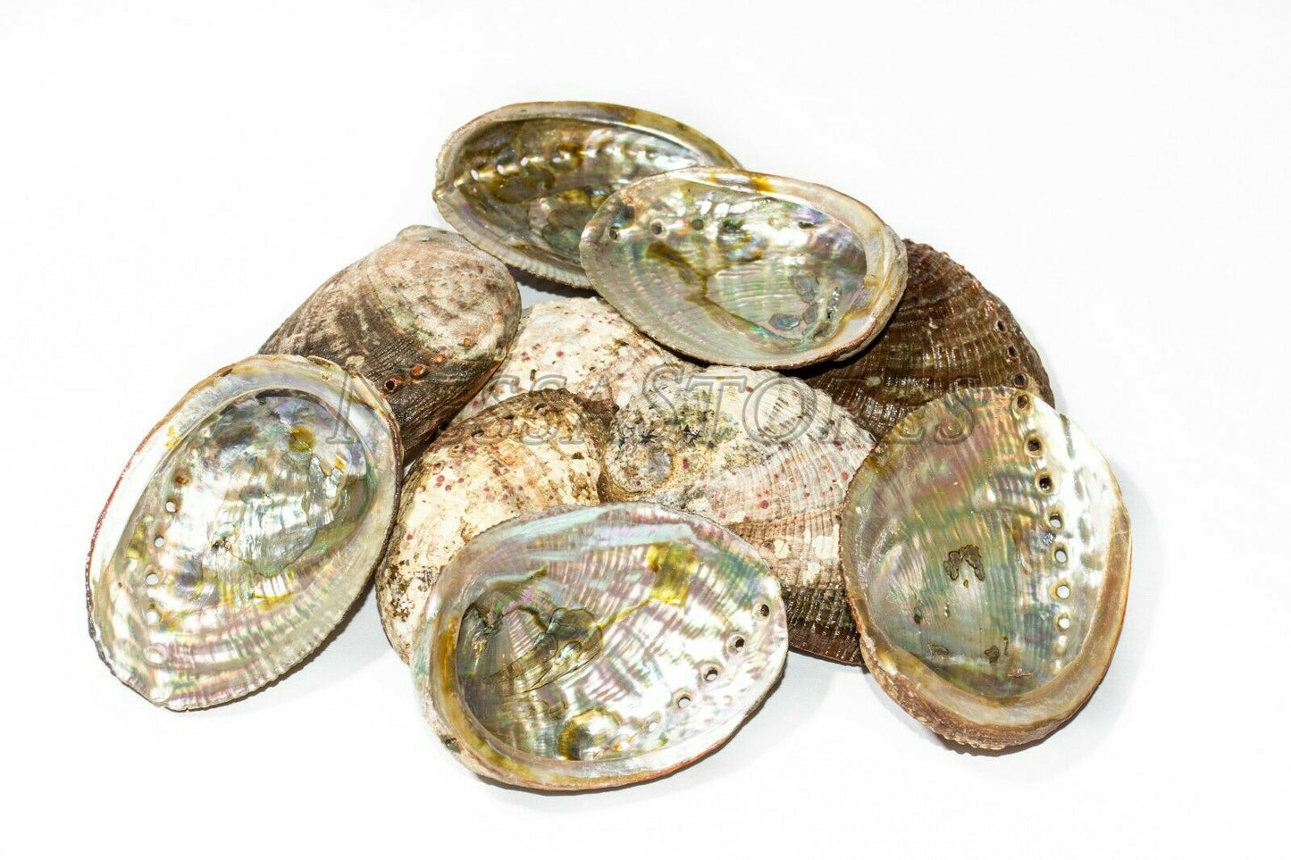 Green Abalone Sea Shell One Side Polished Beach Craft 3" - 4" (10 pcs)