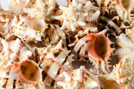 Brassica Murex Phyllonotus erythrostomu Hermit Crab Sea Shell 3-4"(40 PCS)#JC-36
