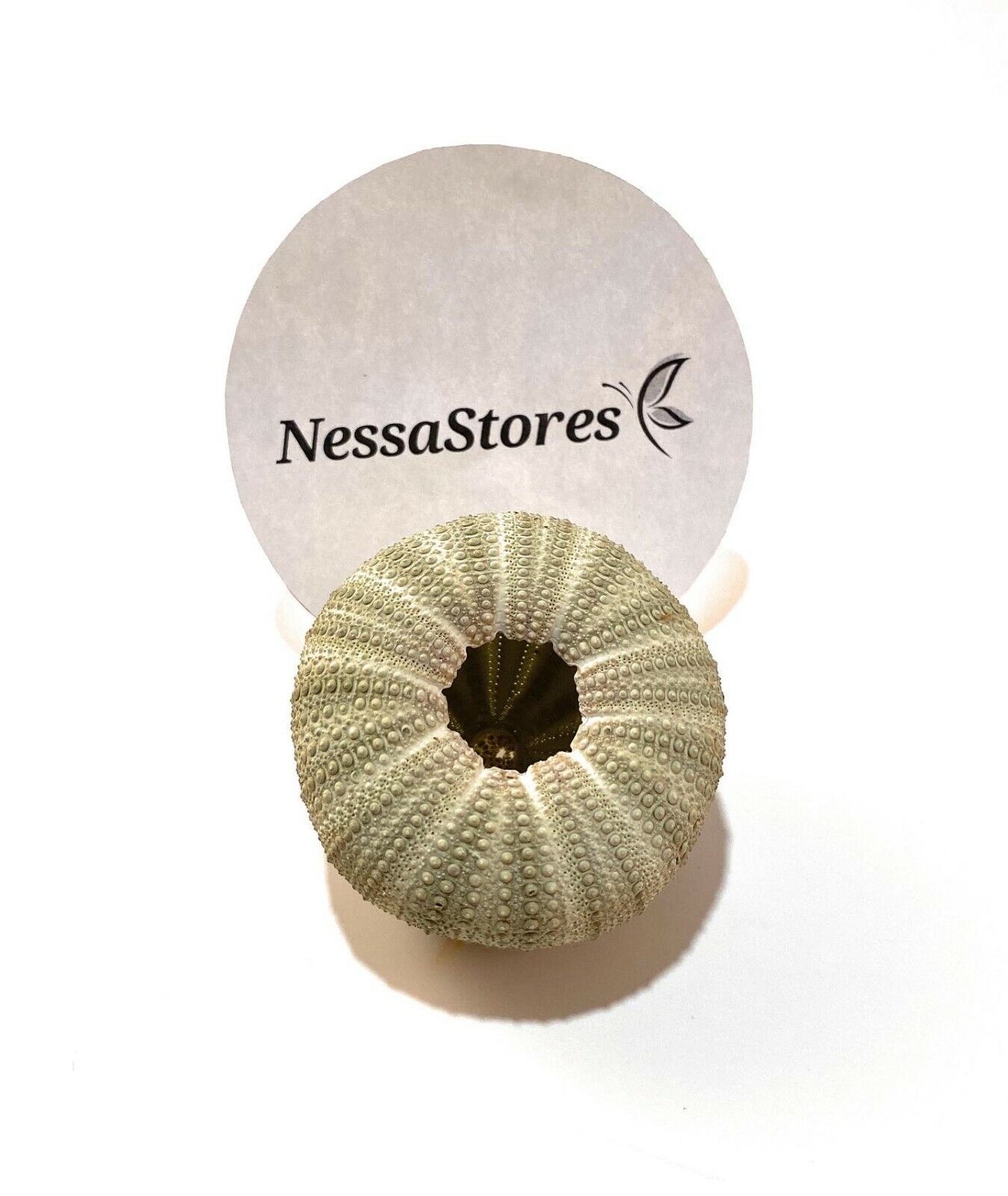 Green Sea Urchins Seashells Beach Wedding Nautical Craft 1" -2" (3 pcs)#JC-29