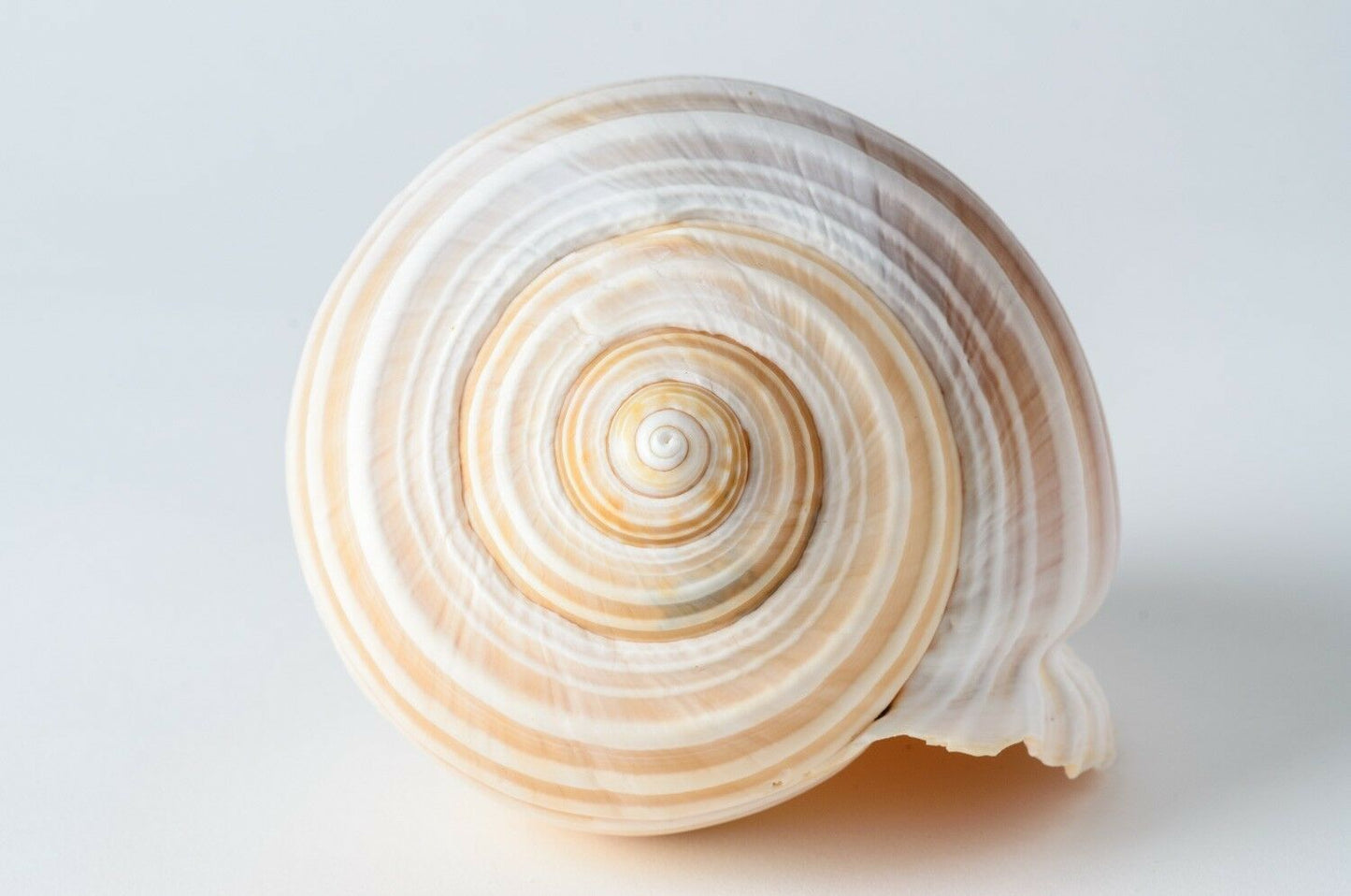 Grinning Tun Tonna Sea Shell Beach Decor 5" - 6" ( 1PC ) #JC-75