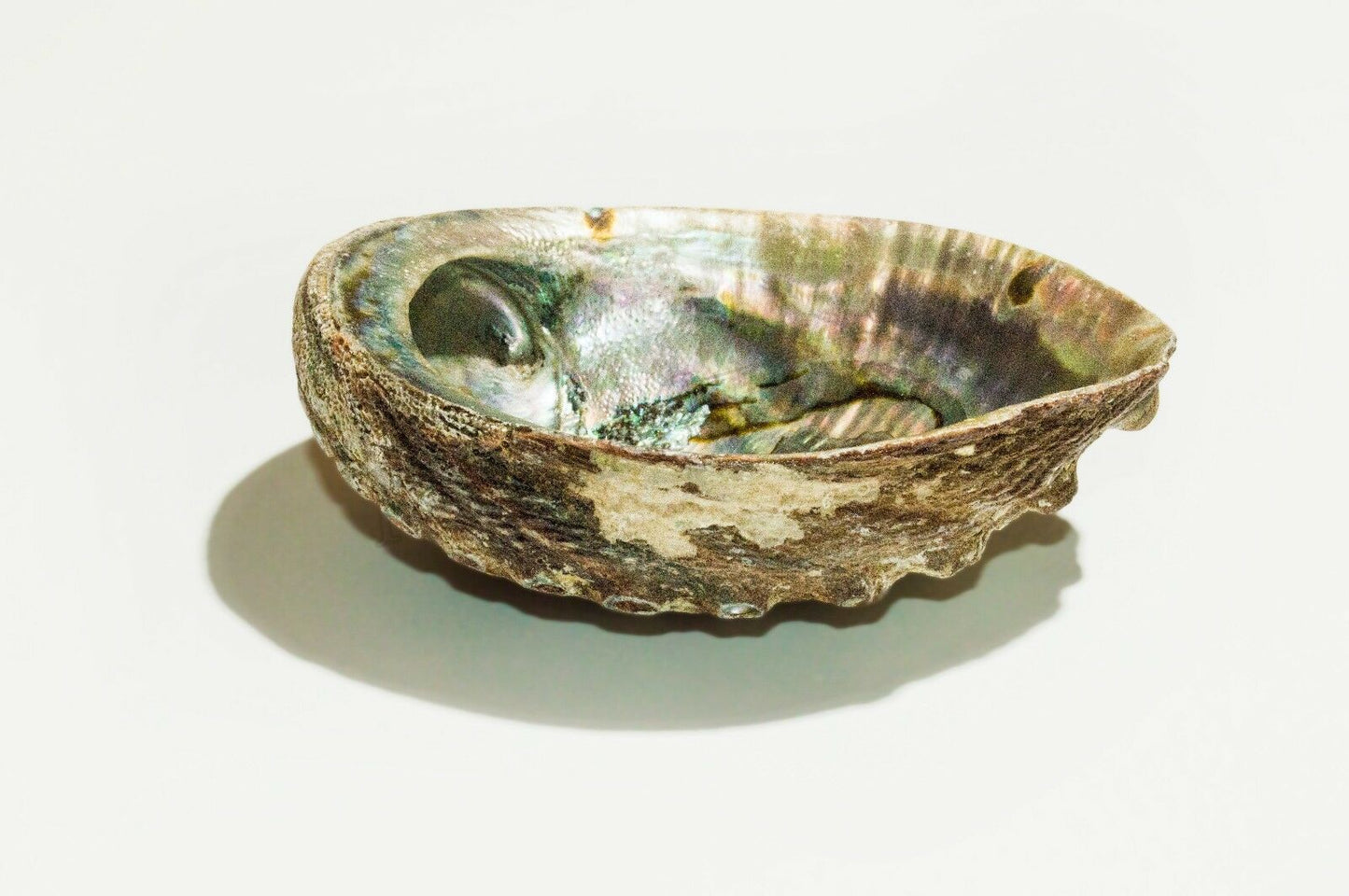 Green Abalone Sea Shell One Side Polished Natural Beach Craft 5"-6" (1 pc)#JC-17