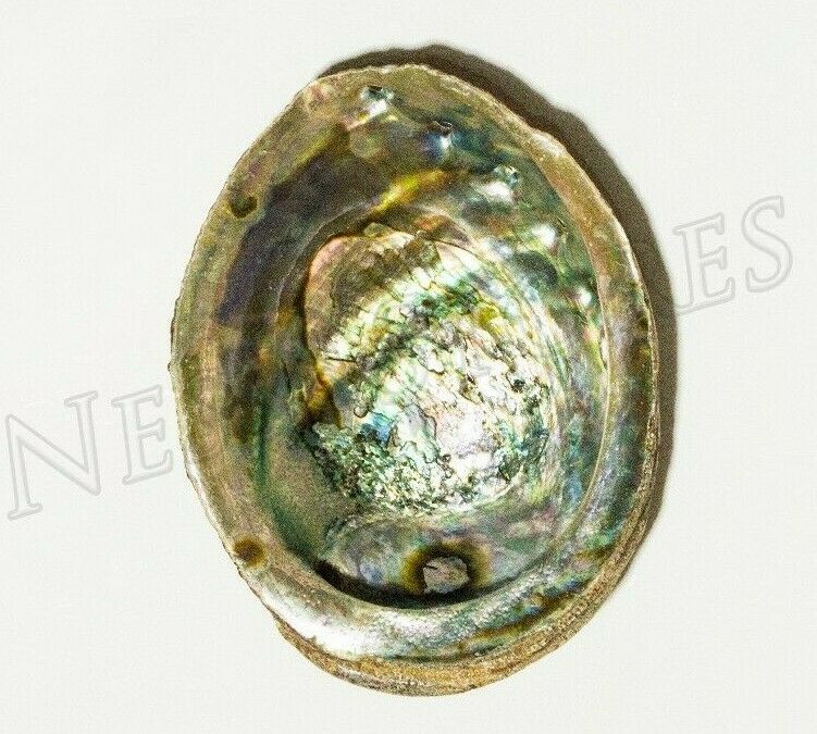 Green Abalone Sea Shell One Side Polished Natural Beach Craft 5"-6" (1 pc)#JC-17