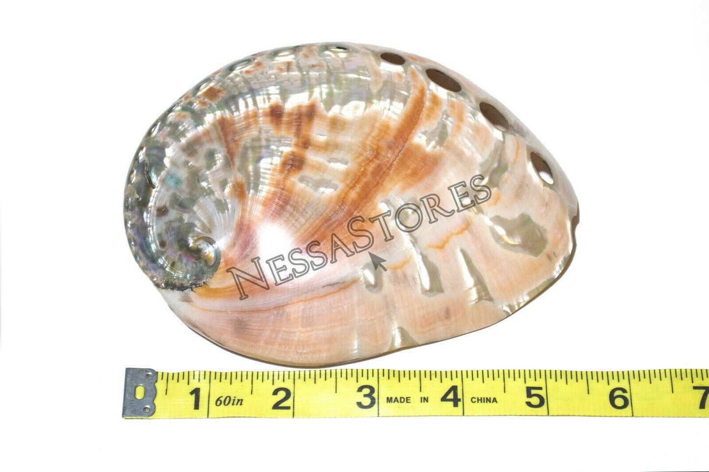 Red Abalone Sea Shell Both Side Polished Beach Craft 5" - 6" ( 1 pc) #JC-43