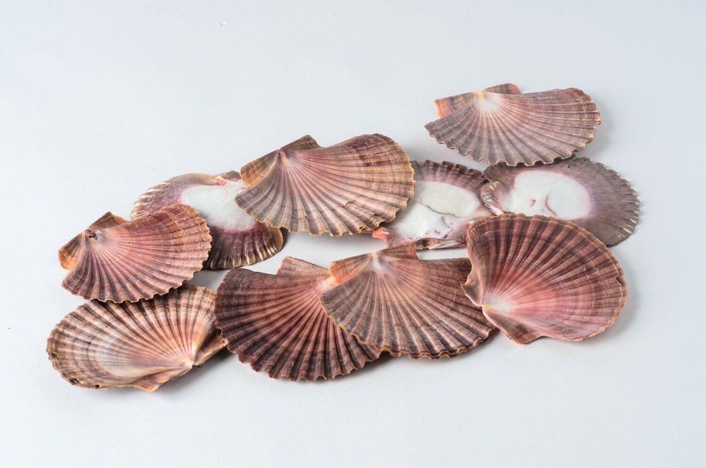 Mexican Flat Sea Shell Beach Craft Scallop 2" - 3" ( 10 PCS ) #JC-030