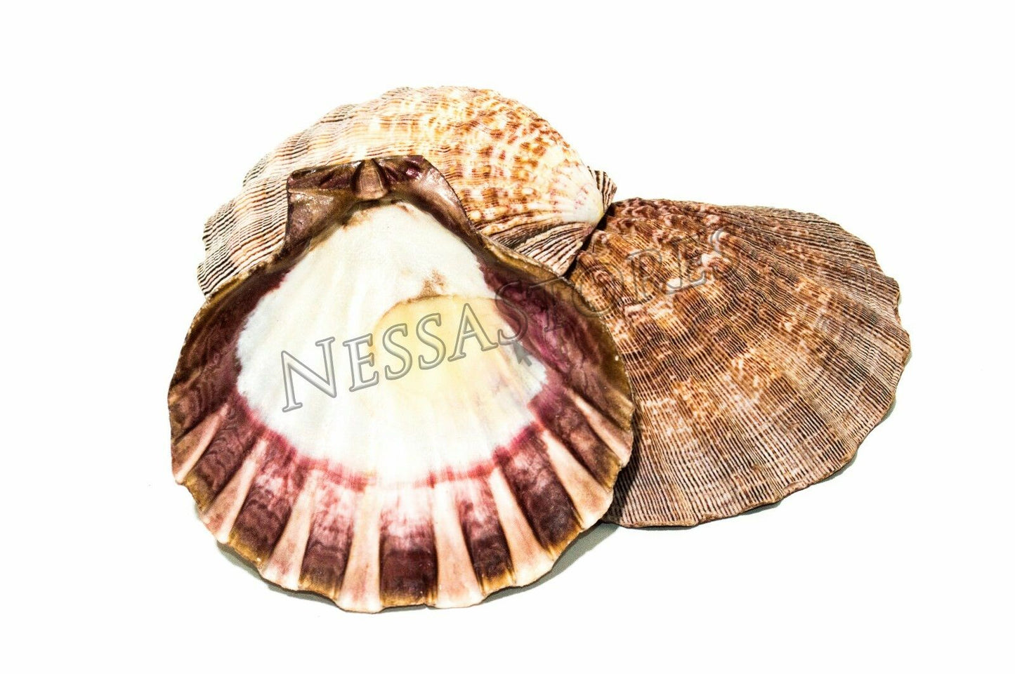 Natural Lion Paw Scallop Nautical Dish Beach Craft Sea Shell 5"- 6"(3 pcs)#JC-25