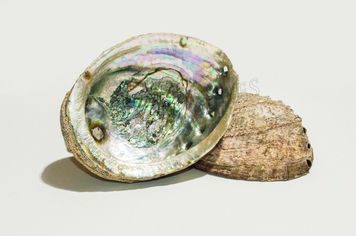 Green Abalone Sea Shell One Side Polished Natural Beach Craft 5"-6"(2 pcs)#JC-17