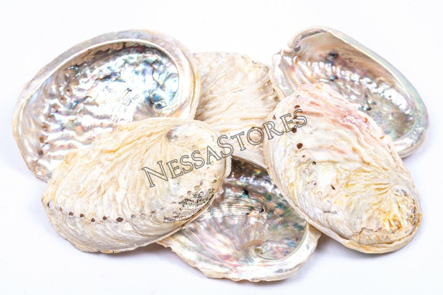 Midae Abalone Sea Shell One Side Polished Beach Craft 3" - 4" (6 pcs) #JC-154