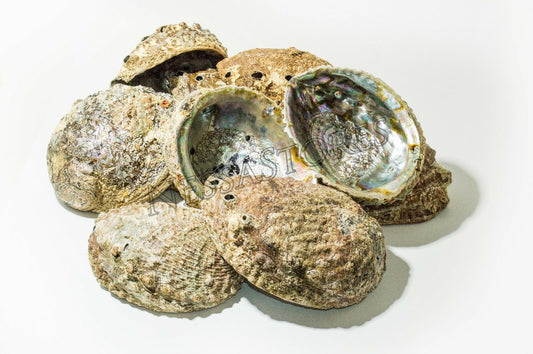 Pink Abalone Sea Shell One Side Polished Beach Craft 6" - 7" (12 pcs)  #JC-13