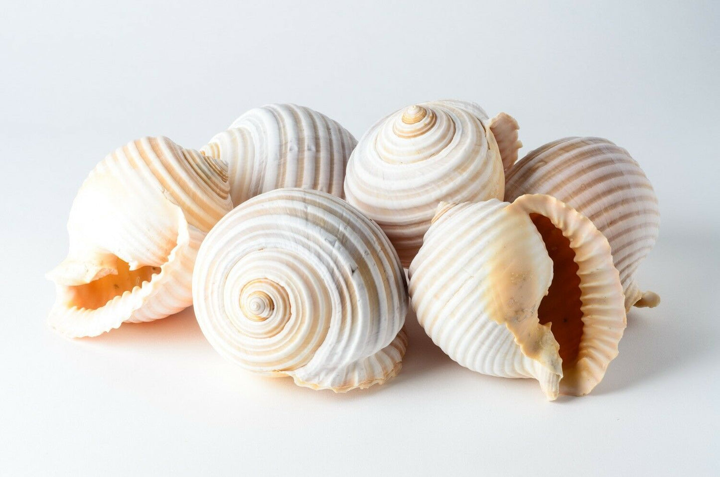 Grinning Tun Tonna Sea Shell Beach Decor 5" - 6" ( 6 PCS ) #JC-75