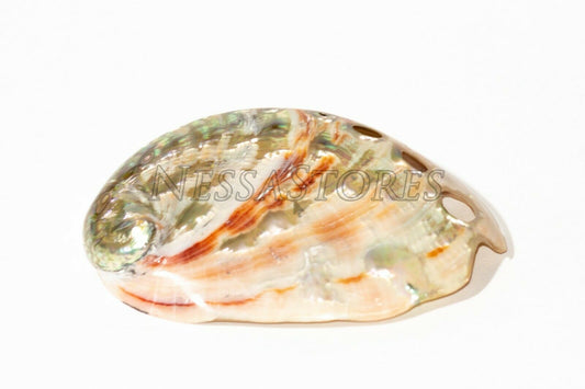 Red Abalone Sea Shell Both Side Polished Beach Craft 3" - 4" ( 1 pc)#JC-22