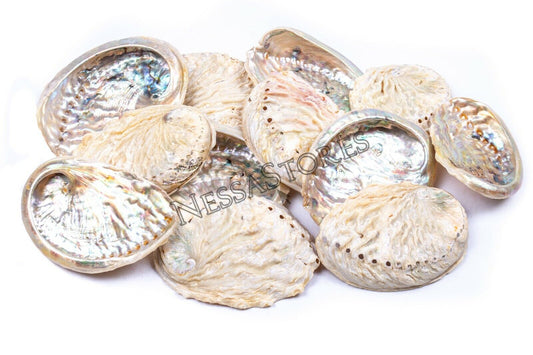 Midae Abalone Sea Shell One Side Polished Beach Craft 3" - 4" (12 pcs) #JC-154