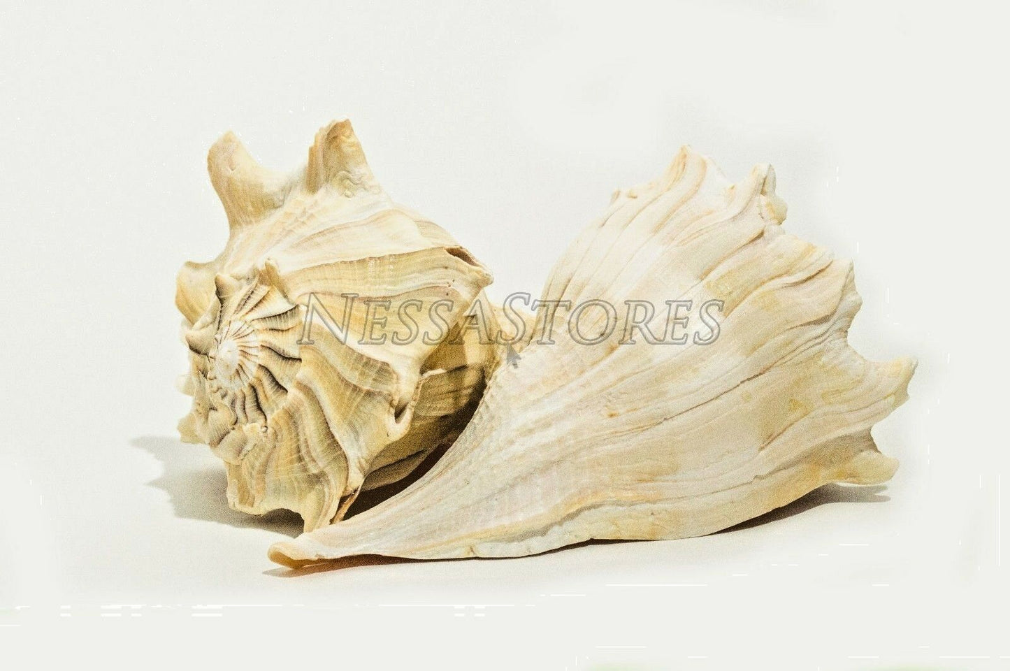 Natural Left Hand Whelk Sea Shell Beach Home Decor 7" - 8" (2 pcs) #JC-96