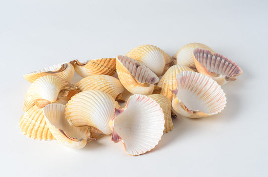 Mexican Deep Sea Shell Beach Craft Scallop 2 1/2" - 3" (15 pcs )#JC-32