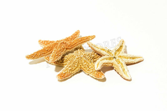 Sugar StarFish Sea Shell Wedding Real Craft 1 - 2" (3 pcs) #JC-55