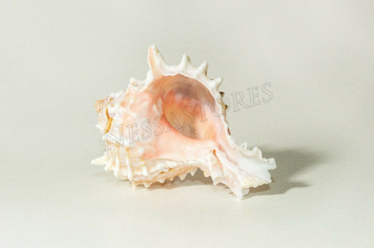 Pink Murex Phyllonotus erythrostomu Hermit Crab Sea Shell 2" - 3" ( 1 pc) #JC-39