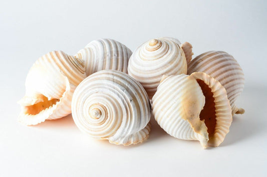 Grinning Tun Tonna Sea Shell Beach Decor 5" - 6" ( 9 PCS ) #JC-75