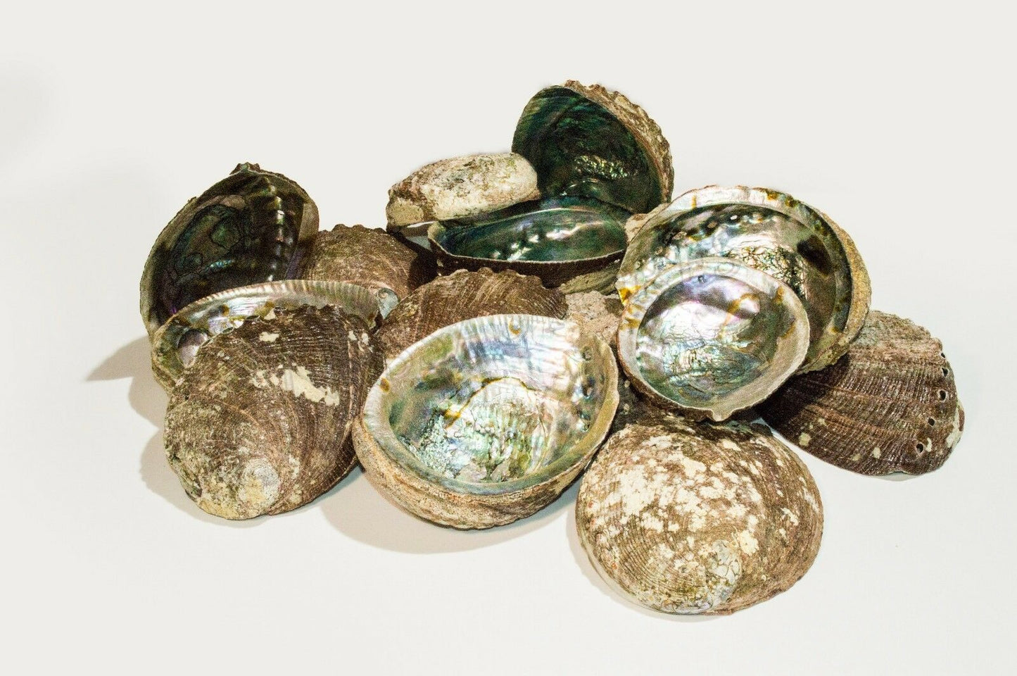 Green Abalone Sea Shell One Side Polished Beach Craft 5" - 6" (24 pcs) #JC-17