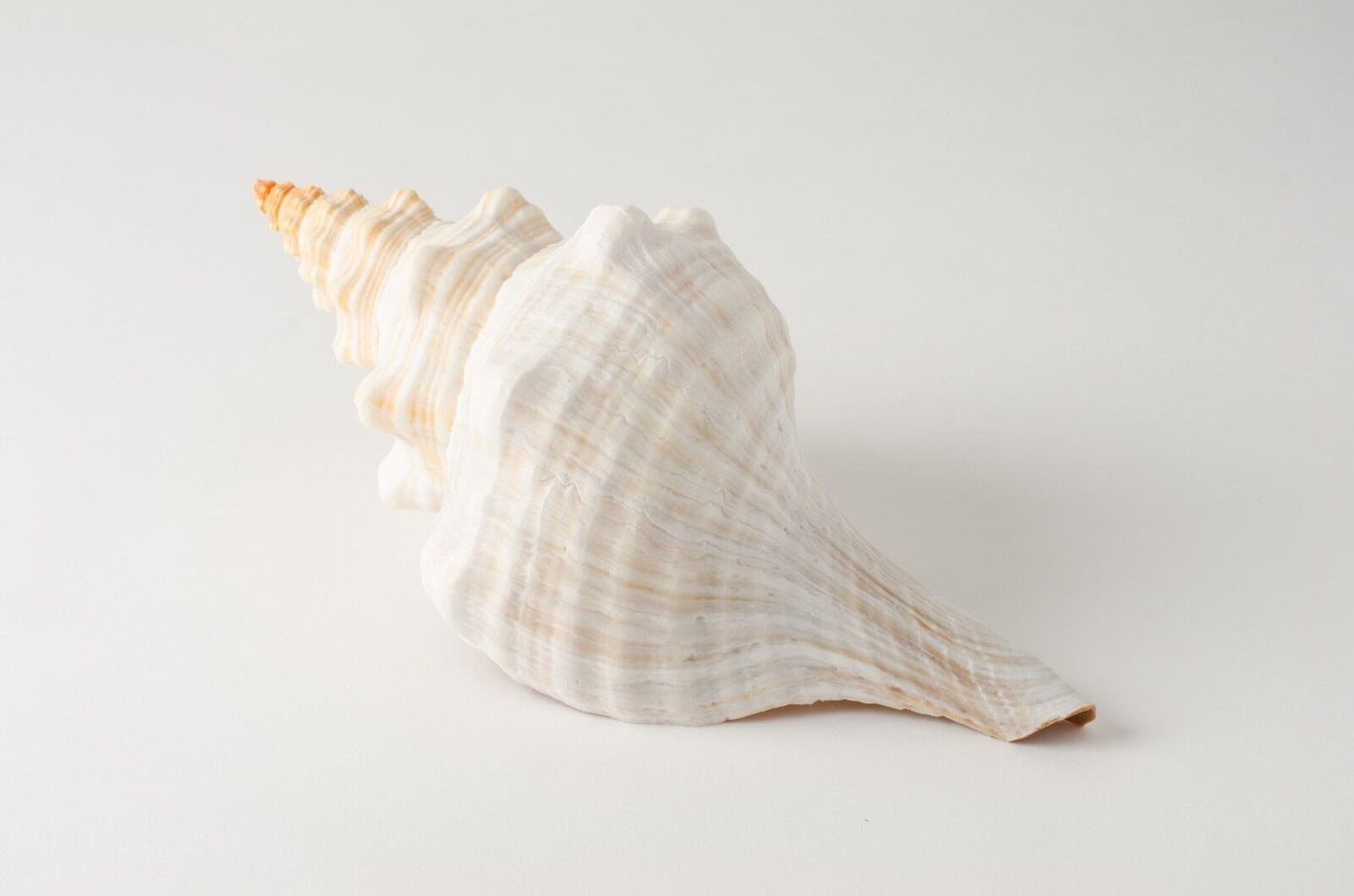 NessaStores Natural Horse Conch Sea Shell Beach Home Decor 10"-12" (1 pc) #JC-77