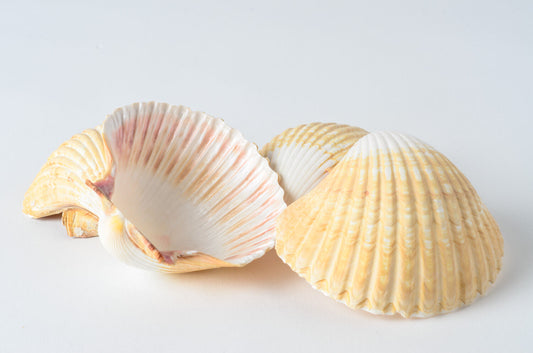 Mexican Deep Sea Shell Beach Craft Scallop 2 1/2" - 3" (4 PCS )#JC-32