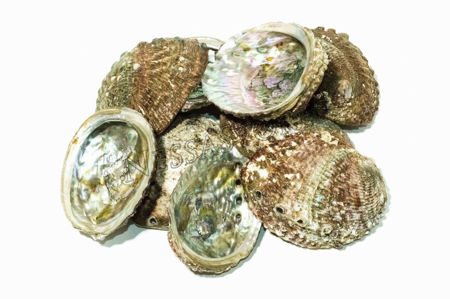 Pink Abalone Sea Shell One Side Polished Beach Craft 3" - 4" (10 pcs) #JC-68