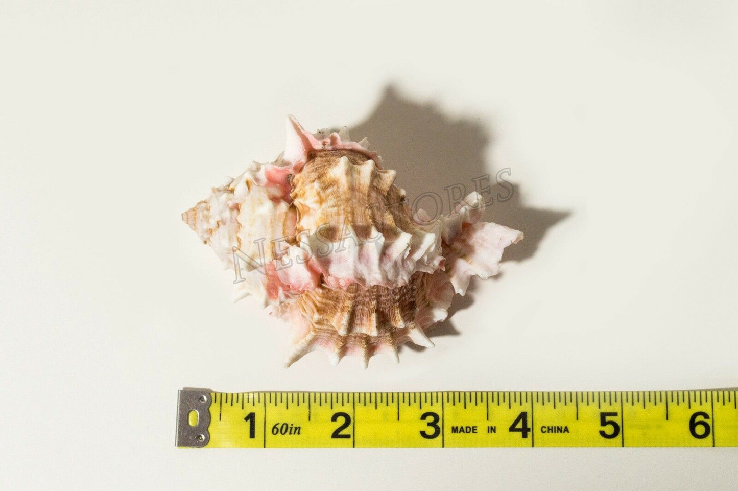 Pink Murex Phyllonotus erythrostomu Hermit Crab Sea Shell 3 1/2" - 4" ( 36 Pcs)