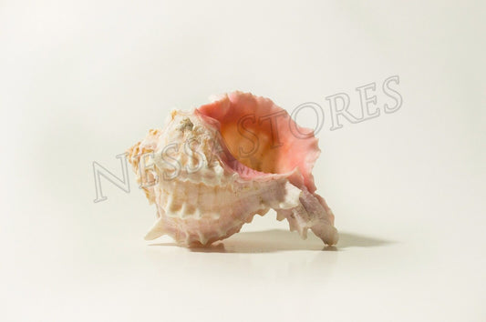 Pink Murex Phyllonotus erythrostomu Hermit Crab Sea Shell 4"-4 1/2" (1 pc)#JC-42