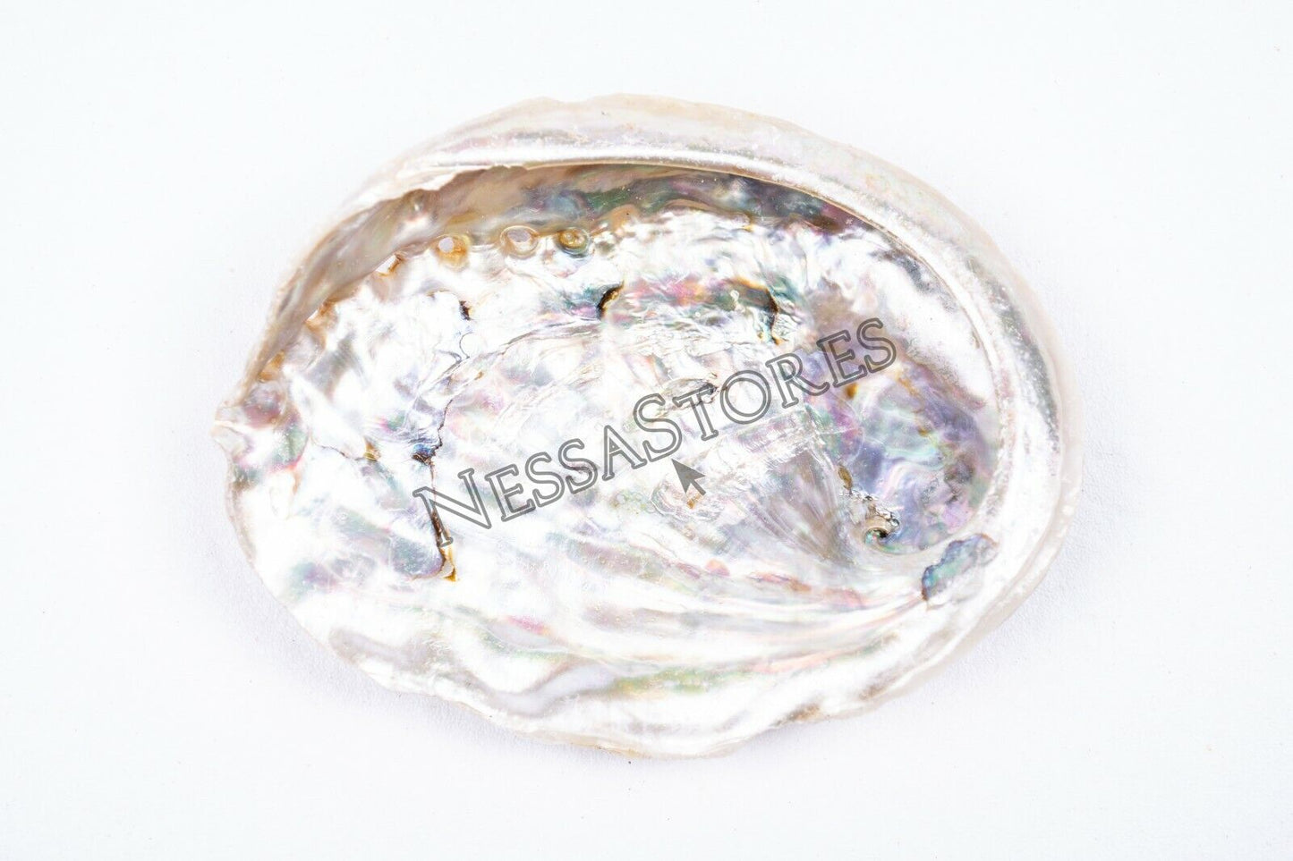 Midae Abalone Sea Shell One Side Polished Beach Craft 3" - 4" (6 pcs) #JC-154