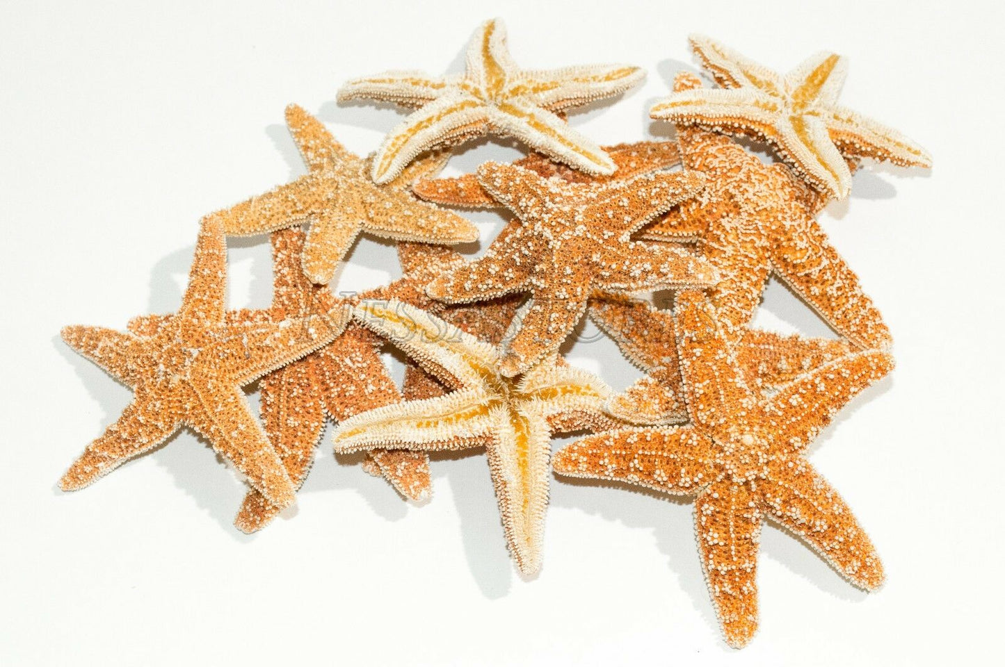 Sugar StarFish Sea Shell Wedding Real Craft 3" - 4" (12 pcs) #JC-57