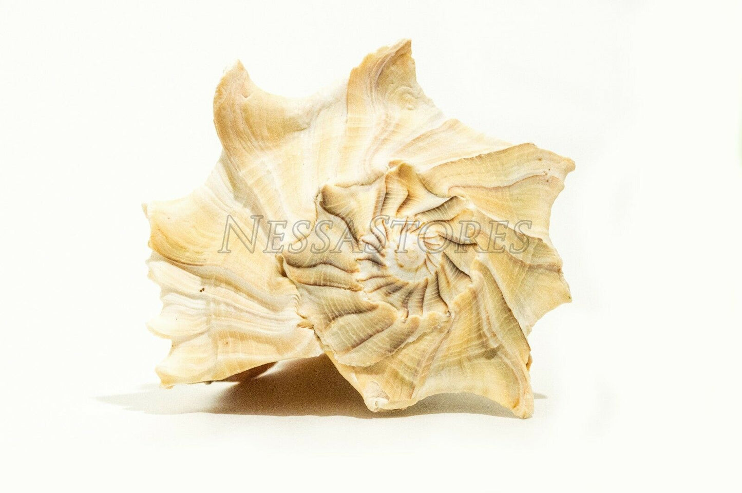 Natural Left Hand Whelk Sea Shell Beach Home Decor 7" - 8" (2 pcs) #JC-96