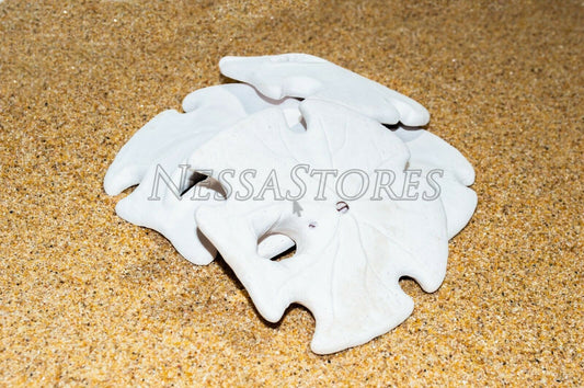 White Real Arrowhead Sand Dollar Sea Shell Craft Weddings 3"- 4"(4 pcs)#JC-59