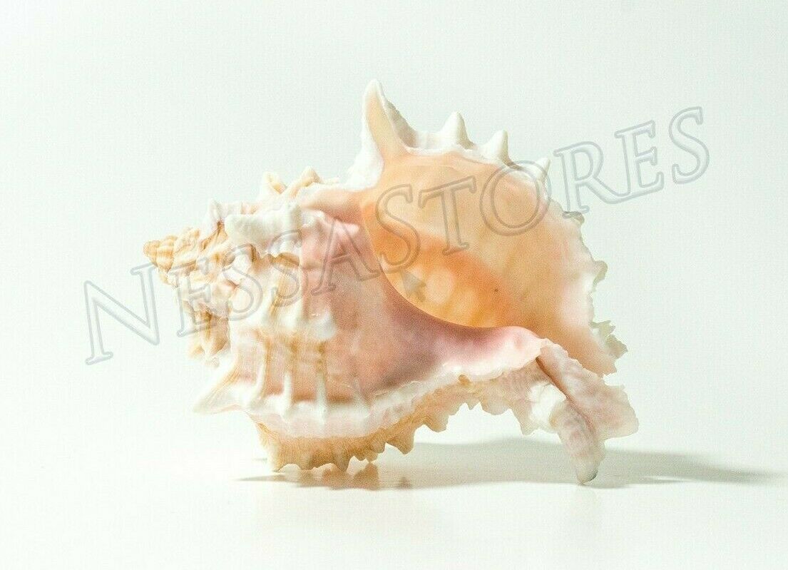 Pink Murex Phyllonotus erythrostomu Hermit Crab Sea Shell 3 1/2"-4" (1 pc)#JC-41