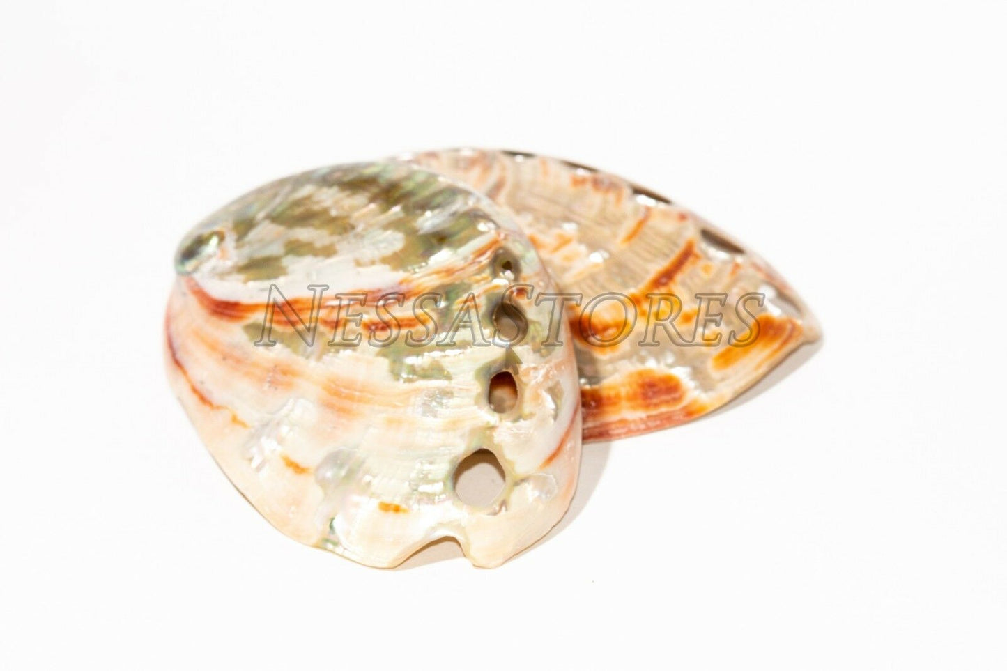 Red Abalone Sea Shell Both Side Polished Beach Craft 3" - 4" ( 2 Pcs) #JC-22