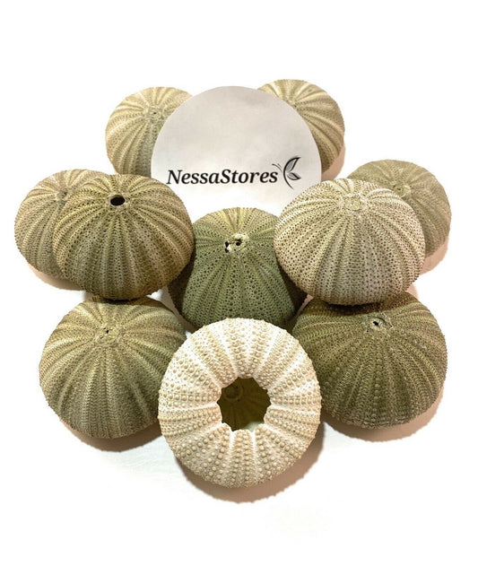 Green Sea Urchins Seashells Beach Wedding Nautical Craft 1" -2" (3 pcs)#JC-29