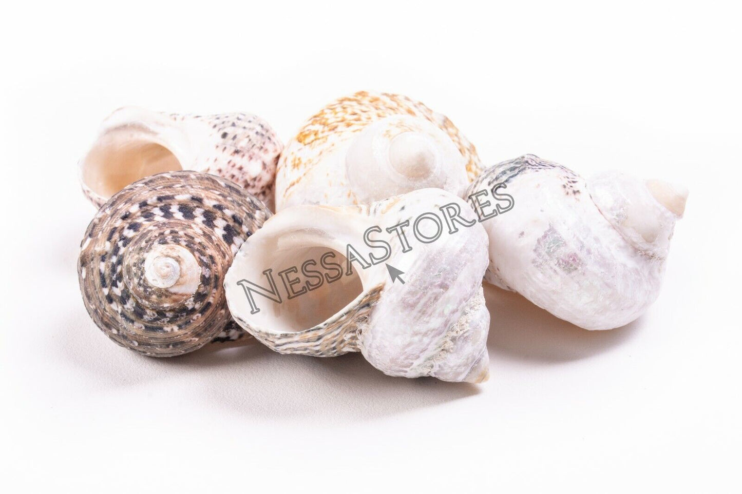 Mexican Turbo Sea Shell Beach Craft Hermit Crab 1 1/2" - 2 1/2" (5 PCS ) #JC-034