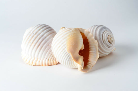 Grinning Tun Tonna Sea Shell Beach Decor 5" - 6" ( 3 PCS ) #JC-75