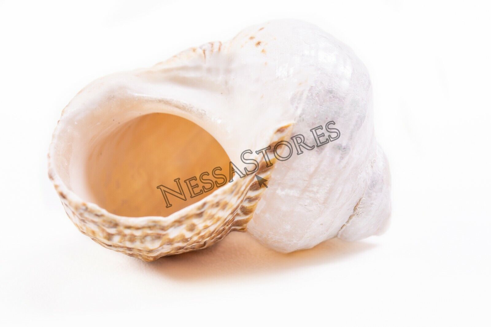 12 Center Cut Gold Mouth Turbo Sea Shells – 1-1/4 To 2-1/4 Inch, Philippines, Beach Craft Supply