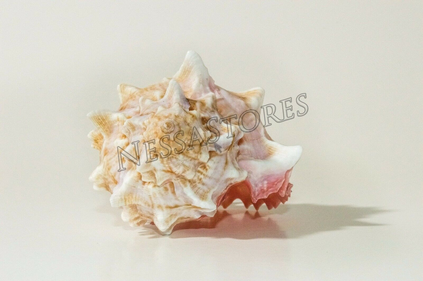 Pink Murex Phyllonotus erythrostomu Hermit Crab Sea Shell 3 1/2" - 4" ( 36 Pcs)