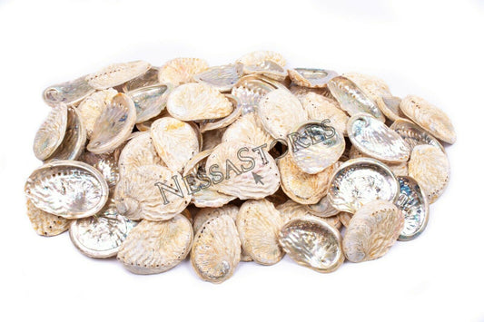 Midae Abalone Sea Shell One Side Polished Beach Craft 3" - 4" (76 pcs) #JC-154