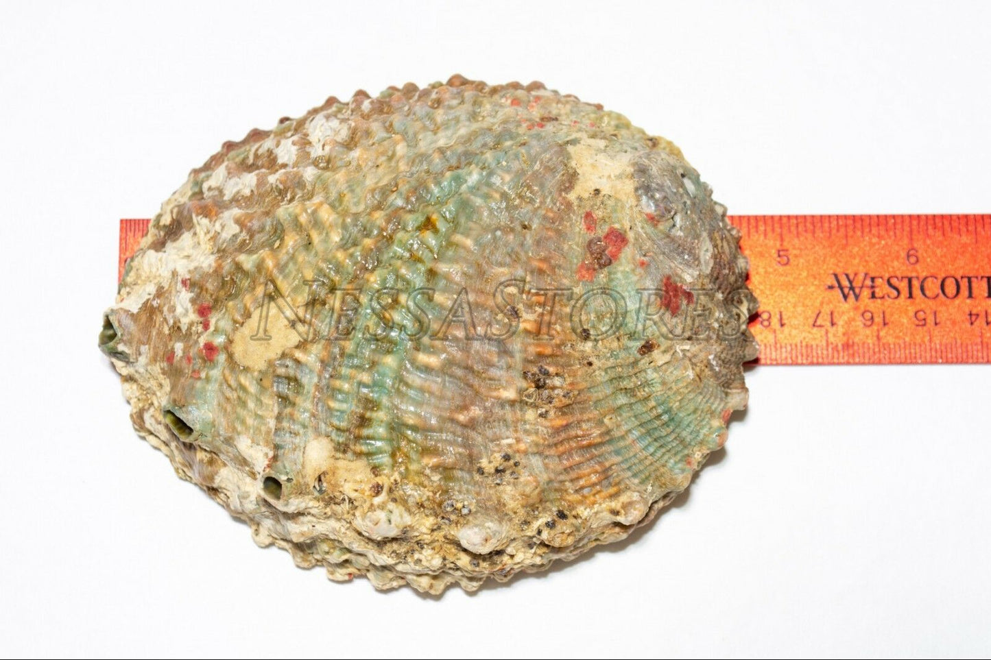 Pink Abalone Sea Shell One Side Polished Beach Craft 4" - 5" (1 pc) #JC-11